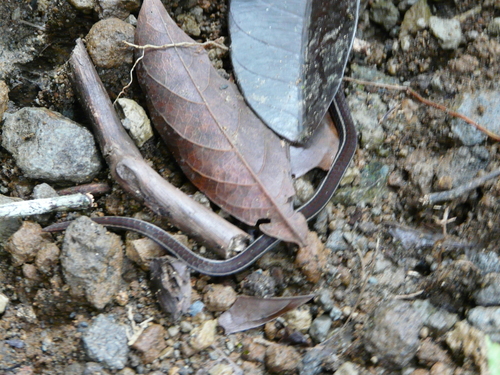 Photo of a Striped glasstail (Urotheca guentheri)
