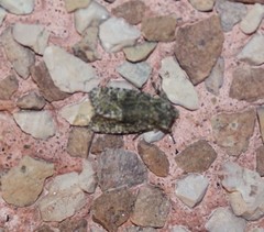 Lacinipolia olivacea