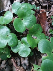 Hepatica americana