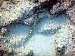 Spotted moray