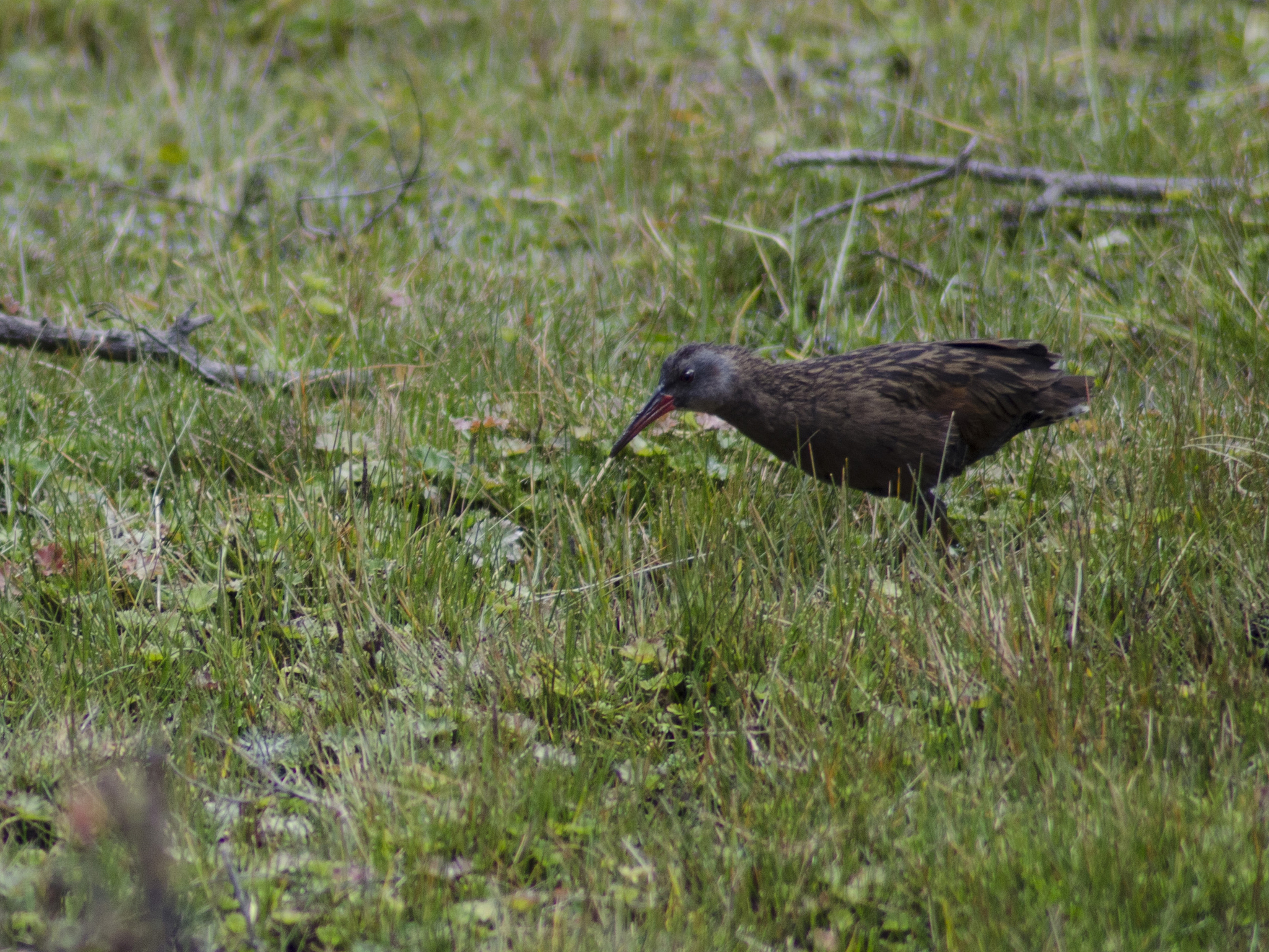 Ecuadorian Rail (Rallus aequatorialis), photo 1