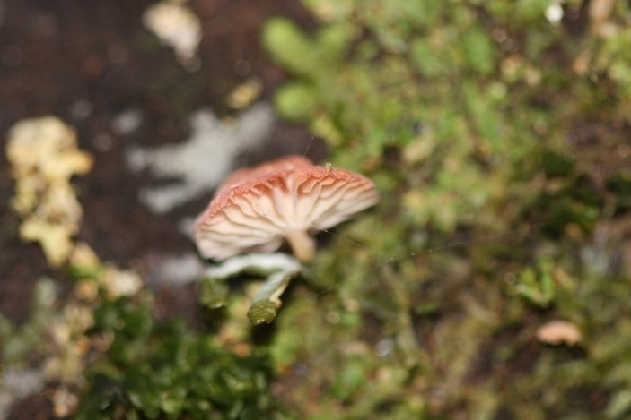 Mycena roseoflava · April 2025 · photo: © juliette_f (iNaturalist, cc-by)