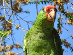 Amazona viridigenalis