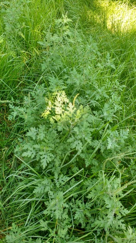 Ambrosia peruviana, photograph 6