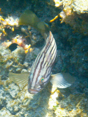 Epinephelus costae