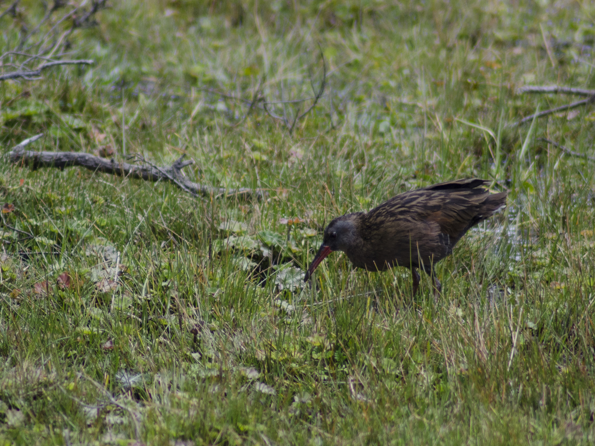 Ecuadorian Rail (Rallus aequatorialis), photo 2
