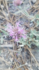 Monardella australis