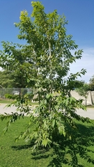 Prunus serotina salicifolia