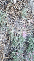 Monardella australis