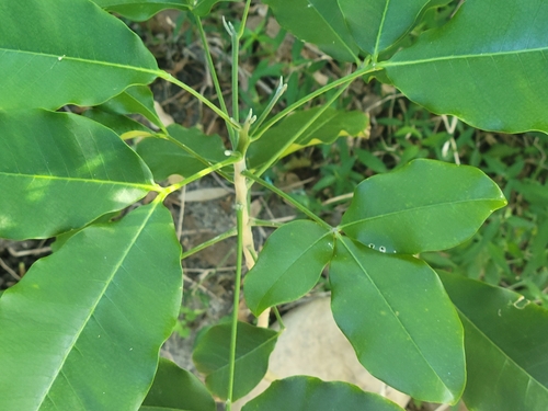 Berlandier's jopoy (Esenbeckia berlandieri)