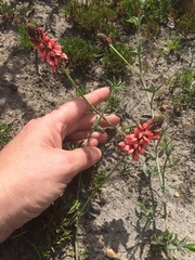Indigofera psoraloides