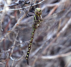 Rhionaeschna multicolor
