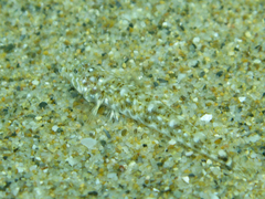 Pomatoschistus marmoratus