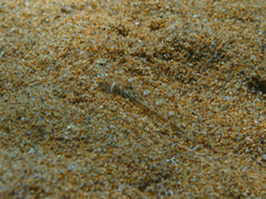 Pomatoschistus marmoratus