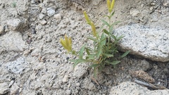 Silene parishii