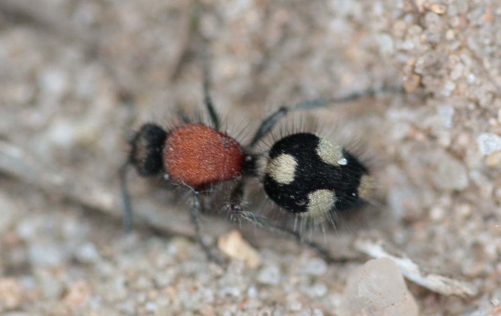 Dasylabris maura