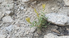 Silene parishii