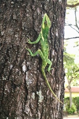 Anolis equestris