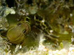 Microlipophrys canevae