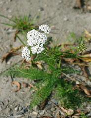 Achillea millefolium