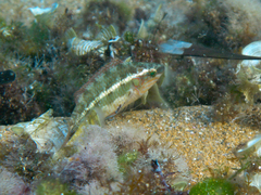 Symphodus ocellatus
