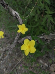 Haplophyton crooksii