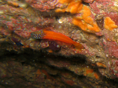 Microlipophrys nigriceps