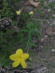Haplophyton crooksii