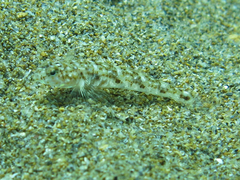 Pomatoschistus marmoratus