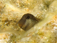 Microlipophrys canevae