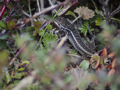 Stenocercus guentheri