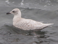 Larus glaucoides kumlieni