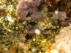 Lipophrys trigloides