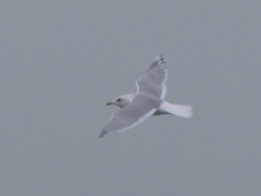 Larus glaucoides kumlieni