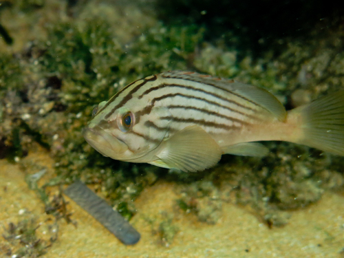Gold Blotch Grouper, photo 8 of 8