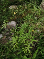 Cleome tenuis