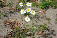 Tripleurospermum inodorum