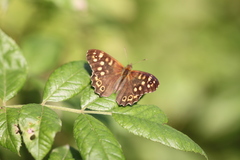 Pararge aegeria