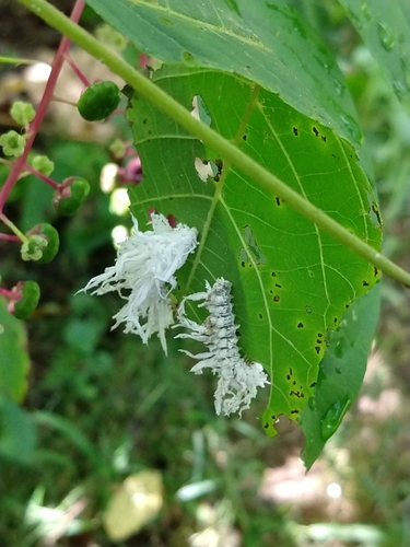 Butternut Woollyworm Sawfly photo 5