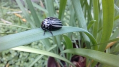 Leptinotarsa undecimlineata