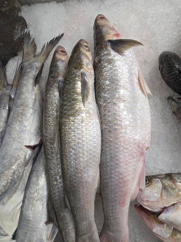Common mullet (Mugil incilis) — Mugilidae