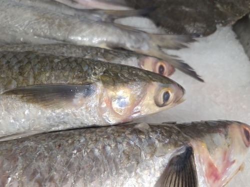 Common mullet (Mugil incilis) — Mugilidae — 3
