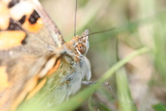 Vanessa cardui