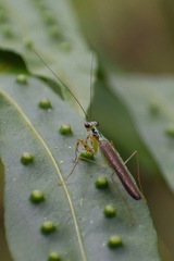 Hapalopezella maculata