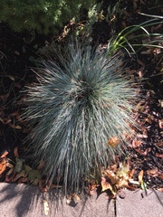 Festuca glauca
