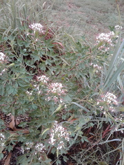 Polanisia dodecandra