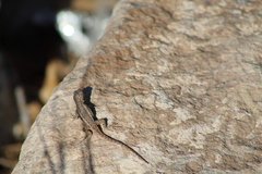 Sceloporus edbelli