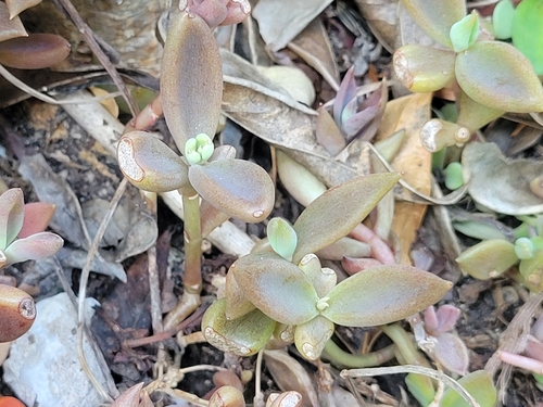 coastal stonecrop (Lenophyllum texanum)