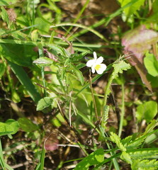 Viola arvensis