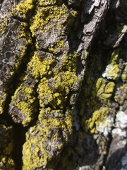 Candelariella xanthostigma